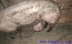 育肥豬拉黑稀是什么原因，如何預(yù)防與治療？