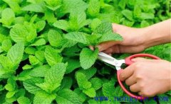 薄荷的育苗育苗方式、移栽要點(diǎn)與田間管理方法