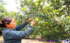 楊梅疏花疏果原因是什么？怎樣給楊梅疏花疏果