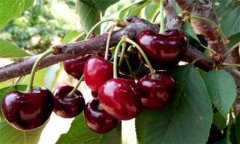 櫻桃種植方法、時間與技術(shù)要點