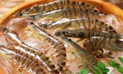 如何養(yǎng)殖沼蝦，沼蝦養(yǎng)殖技術(shù)須知