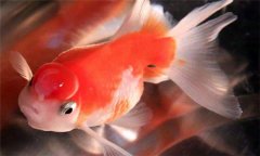 珍珠魚好養(yǎng)嗎?珍珠魚怎么養(yǎng)、怎么繁殖