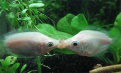 接吻魚(yú)好養(yǎng)嗎?接吻魚(yú)為什么接吻、怎樣分辨公母