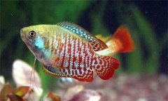 麗麗魚好養(yǎng)活嗎?麗麗魚怎么分公母、怎么養(yǎng)