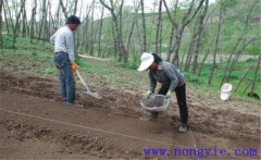 當(dāng)歸栽培方法，當(dāng)歸怎么種植才能高產(chǎn)？
