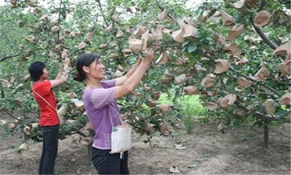 蘋(píng)果套袋新技術(shù)