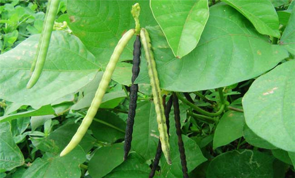 綠豆什么時(shí)間種植？