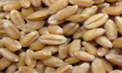 小麥的營(yíng)養(yǎng)價(jià)值及功效，小麥的功效與作用