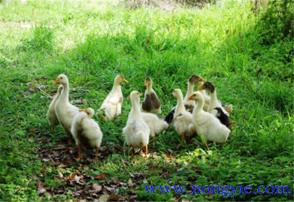 如何飼養(yǎng)鵝，鵝的飼養(yǎng)管理需注意事項