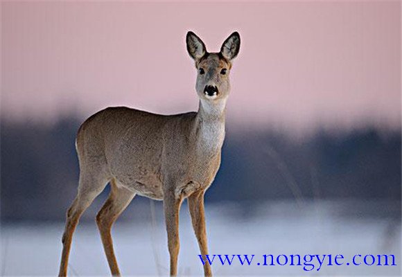 狍子是幾級保護(hù)動(dòng)物