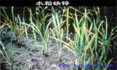 水稻缺鋅會導致僵苗，水稻缺鋅怎么辦？