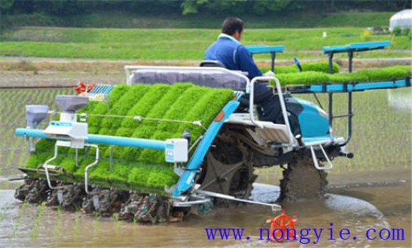 水稻機械插秧技術要點