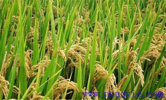 及早追施肥料，確保后期不脫肥