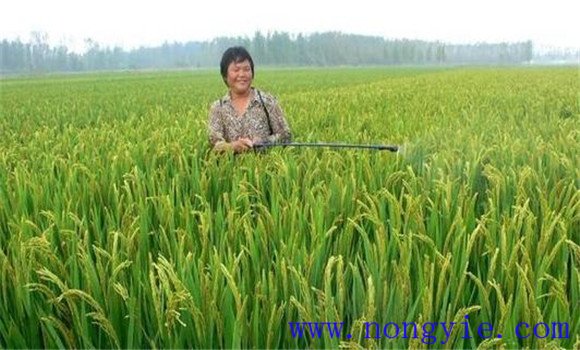 加強病蟲害綜合防治，確保青稈黃熟