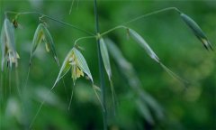 燕麥種植時(shí)間，燕麥?zhǔn)裁磿r(shí)間種植