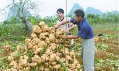 豆薯如何種植，豆薯種植與栽培技術(shù)