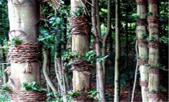 仿野生鐵皮石斛如何種植，鐵皮石斛的種植技術