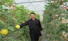 西瓜、甜瓜旱塘高壟栽培技術(shù)