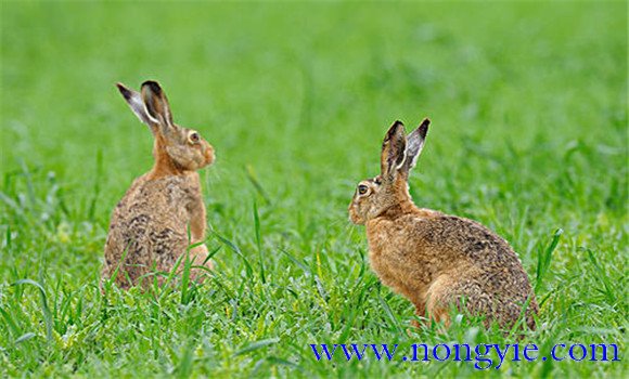 野兔是保護(hù)動物嗎？