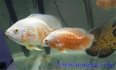 如何讓繁殖地圖魚，地圖魚的繁殖方法