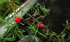 天門冬的生長習性 天門冬種植技術(shù)與主要步驟