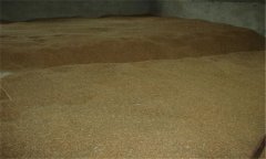 小麥種子貯藏要注意什么？