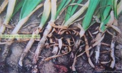 大蒜細(xì)菌性軟腐病的癥狀有哪些 怎樣防治？
