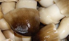 草菇的營(yíng)養(yǎng)價(jià)值及經(jīng)濟(jì)價(jià)值如何？