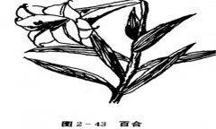 百合花怎么養(yǎng)，百合的產(chǎn)地、習(xí)性與養(yǎng)殖