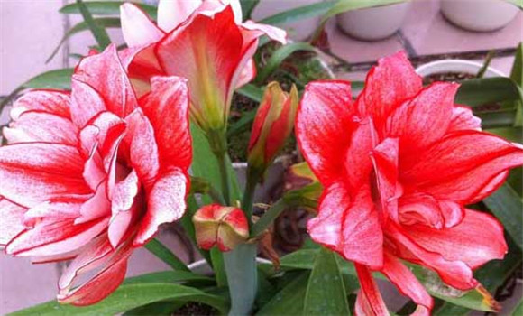 盆栽朱頂紅怎么養(yǎng)？