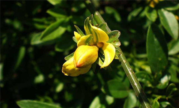 迎春花的養(yǎng)殖方法，迎春花的養(yǎng)殖技術(shù)要點