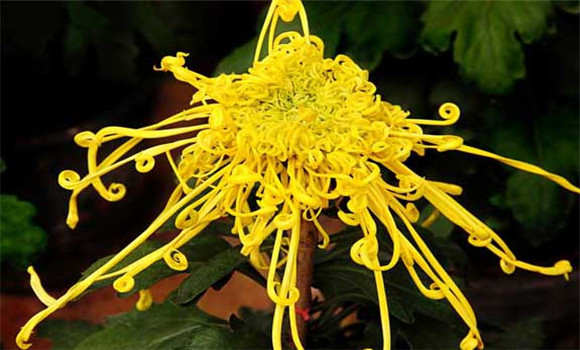 盆栽菊花怎么養(yǎng)才好？