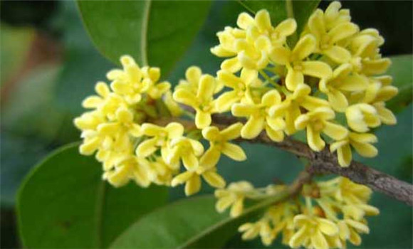 四季桂什么時(shí)候開花？