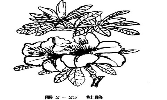 怎樣養(yǎng)杜鵑花，杜鵑花怎么養(yǎng)