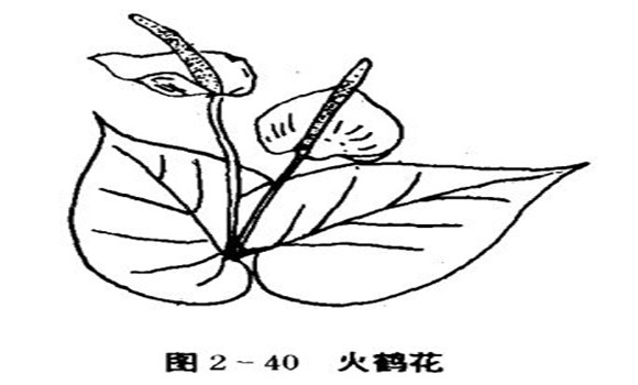 火鶴花怎么養(yǎng)，怎么養(yǎng)火鶴花效果好