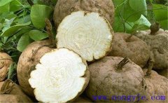 葛根的藥用價(jià)值、食用價(jià)值及其他綜合利用價(jià)值