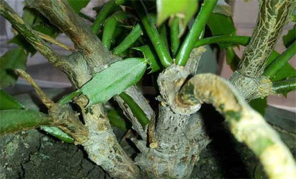 盆栽蟹爪蘭怎么養(yǎng)？