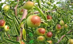 冬棗樹種植方法，冬棗種植栽培的技術(shù)要點(diǎn)
