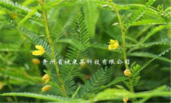 扁豆草栽培技術(shù)，它有何生長習(xí)性