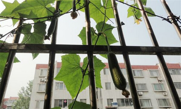 陽臺(tái)絲瓜種植方法