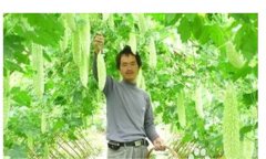 怎樣種植苦瓜，苦瓜種植方法與技術(shù)要點