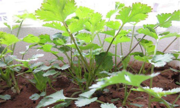 陽(yáng)臺(tái)香菜的種植方法，陽(yáng)臺(tái)香菜怎么種