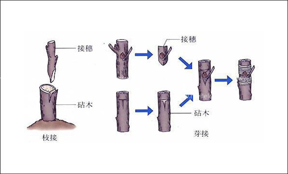 棗樹(shù)如何嫁接 棗樹(shù)嫁接方法介紹