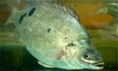 石斑魚是淡水魚嗎？石斑魚有哪些種類？