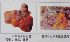 雞傳染性鼻炎用什么藥效果好，如何治療?