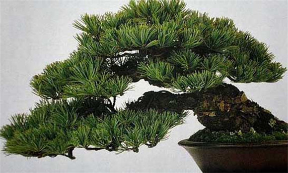 盆栽五針?biāo)稍趺答B(yǎng)？