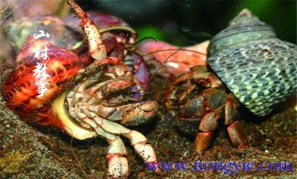 兩蟹相爭(zhēng)為一殼的過(guò)程