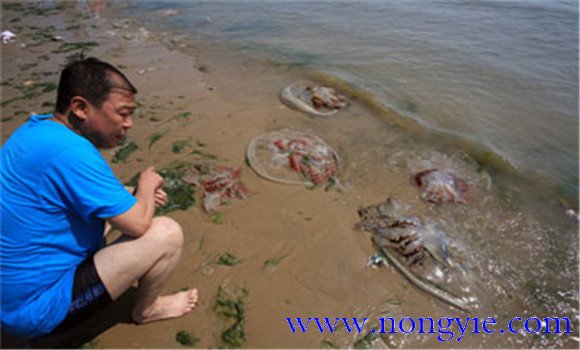 海蜇能蜇死人嗎？