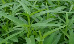 蕹菜是什么菜，有何特征？