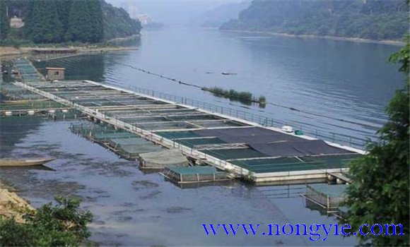 魚(yú)類氨氮中毒、藥害及泛塘的差別及解救方法